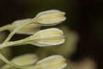 Florida cacalia